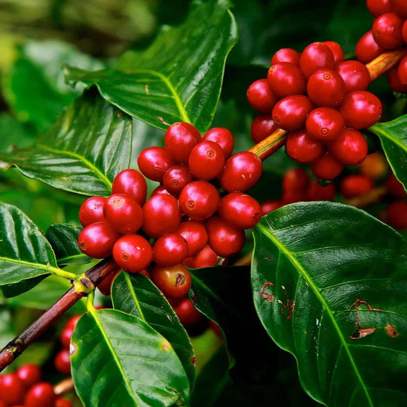 🌍 Putovanje jednog zrna – od plantaže do šoljice